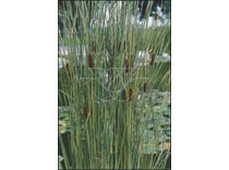 Typha angustifolia p9