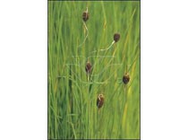 Typha minima p9