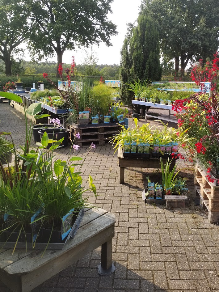 Vijverplanten nu 20% korting