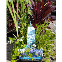 sixpack Bloeiende waterplanten