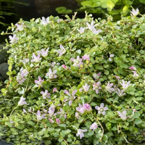 Anangallis Tenella p11