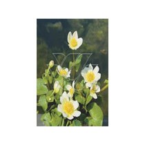 Caltha palustris alba p9