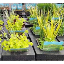 Mand 18 cm met drijfring actie