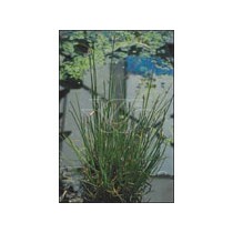 Eleocharis palustris p9