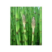 Equisetum fluviatile p9