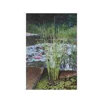 Equisetum japonica p9