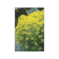 Euphorbia palustris p9