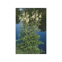 Filipendula ulmaria p9