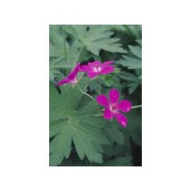 Geranium palustris p9