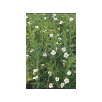 Gratiola officinalis p9