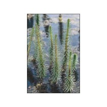 Hippuris vulgaris p11