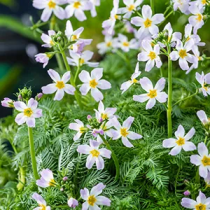 Hottonia palustris p11