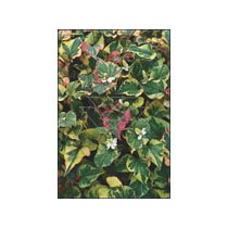 Houttunynia cordata "Chameleon"p9