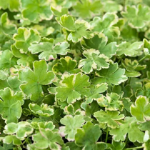 Hydrocotyle sib. 'variegata' p11