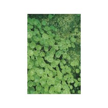 Hydrocotyle vulgaris p9
