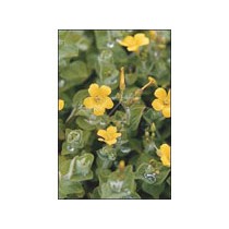 Hypericum elodes p9