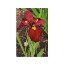 Iris ann chowing p9