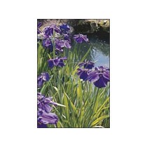 Iris kaempferi p9