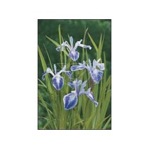 Iris laevigata "mottled beauty" p9