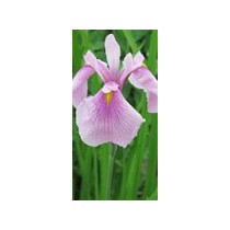Iris laevigata "rose queen" p9