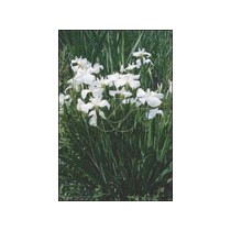 Iris laevigata "snowdrift" p9
