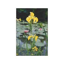 Iris pseudacorus p9