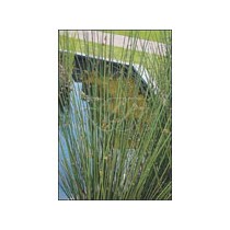 Juncus effusus p9
