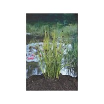 juncus encifolius p9