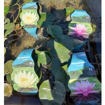 Waterlelie actie P 18