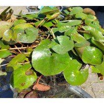 Waterlelie actie 40 cm mand