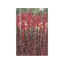 Lobelia cardinalis p9