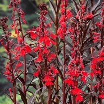Lobelia Cardinalis in 18 cm mand