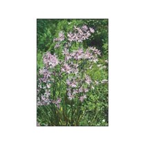 Lychnis flos -cuculi p9