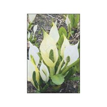 Lysichiton camtschatcensis p9