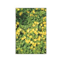 Lysimachia nummularia p9