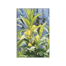 Lysimachia Thyrsiflora p9