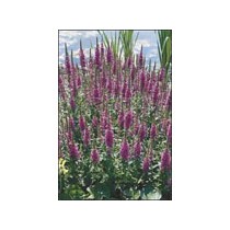 Lythrum salicaria p9