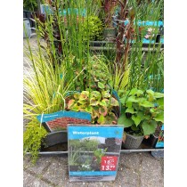 vijvermand ovaal met 3 planten