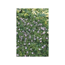 Mazus reptans blauw p9