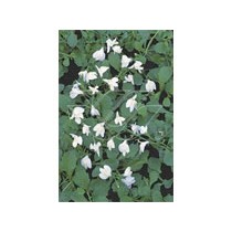 Mazus reptans wit p9