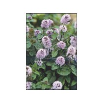 Mentha aquatica p9