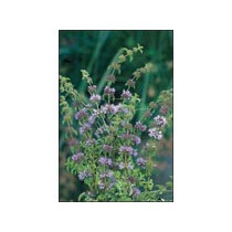 Mentha pulegium p9