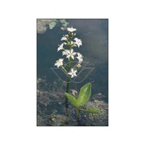 Menyanthes trifoliata p9