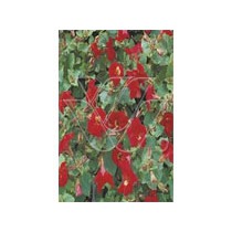 MImulus "bonfire red ' p9