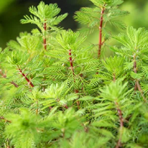 Myriophyllum Red stem p11
