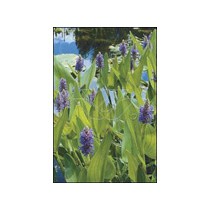 Pontederia cordata p9