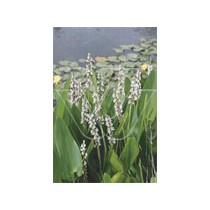 Pontederia cordata "alba" p9