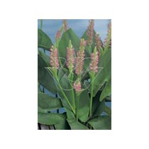 Pordata cordata "pink pons" p9