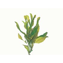 Potamogeton lucens/ glanzend fonteinkruid p9