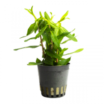 Proserpinaca palustris pot
